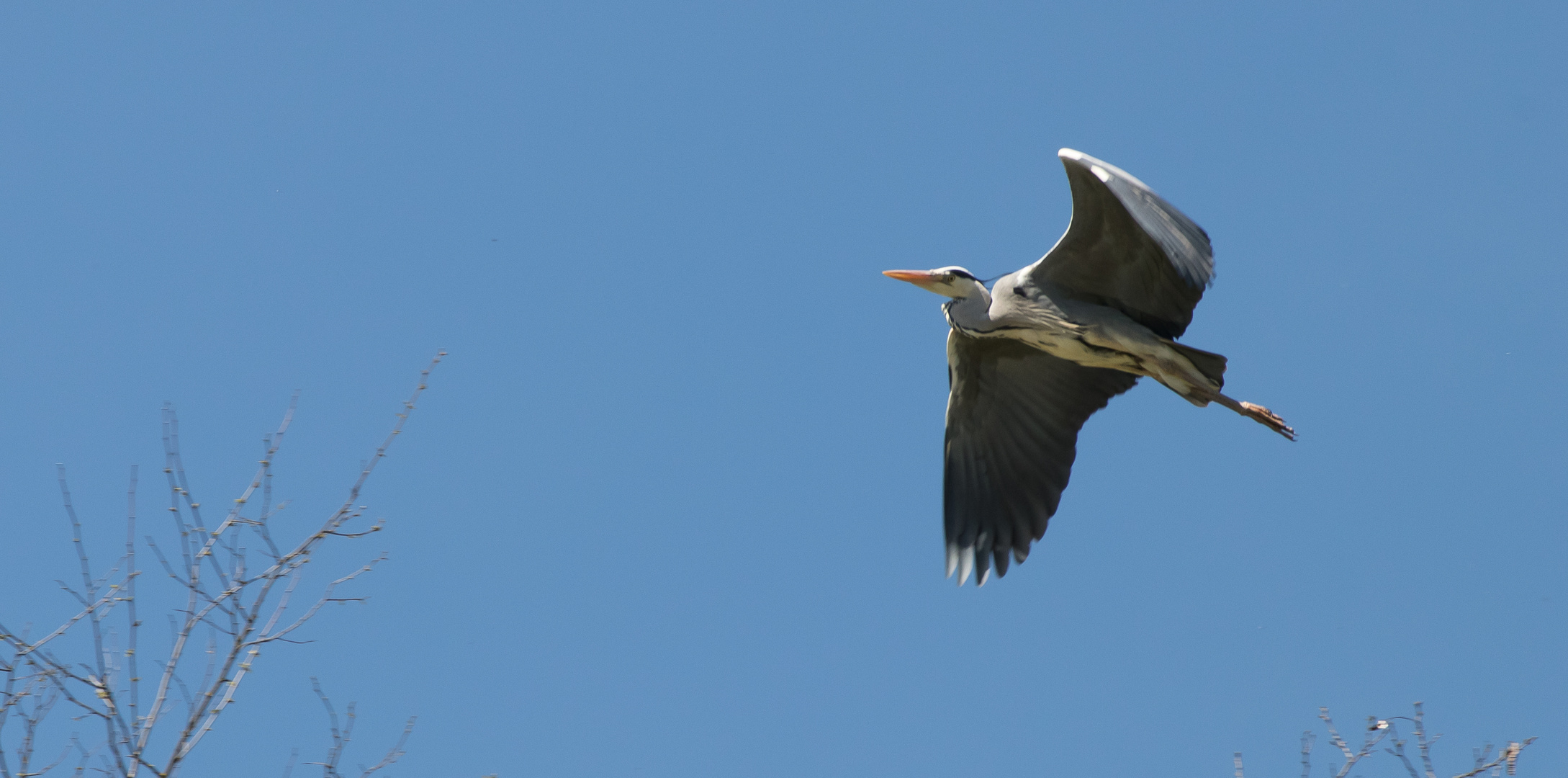 Rapsfeld und Vögel