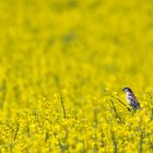 Rapsfeld und Vögel