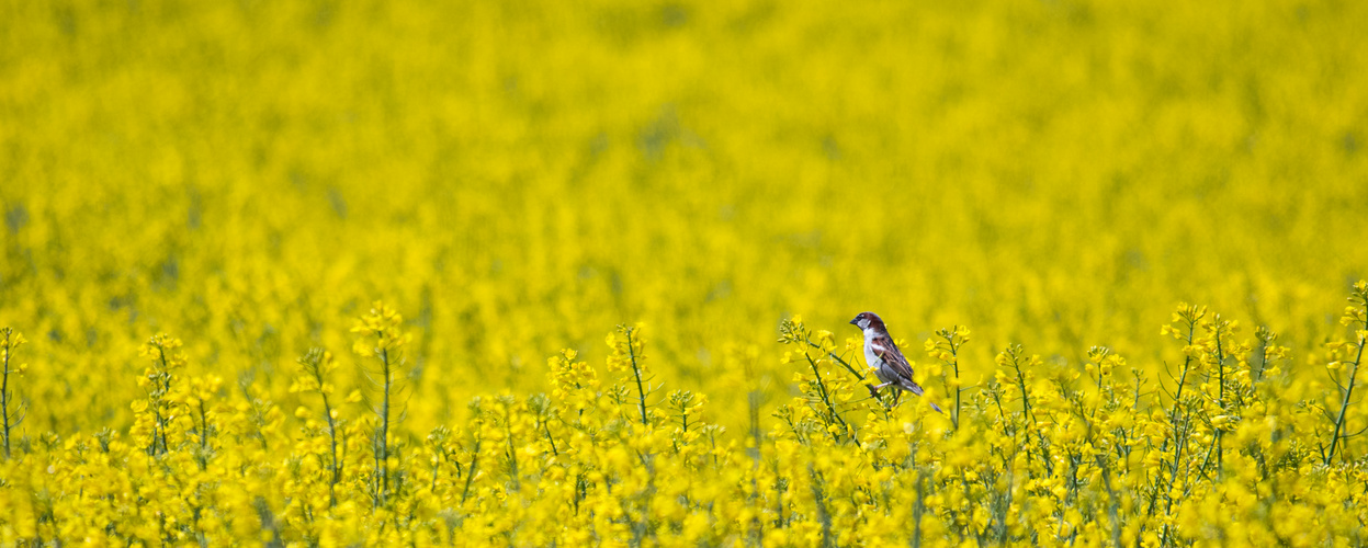 Rapsfeld und Vögel