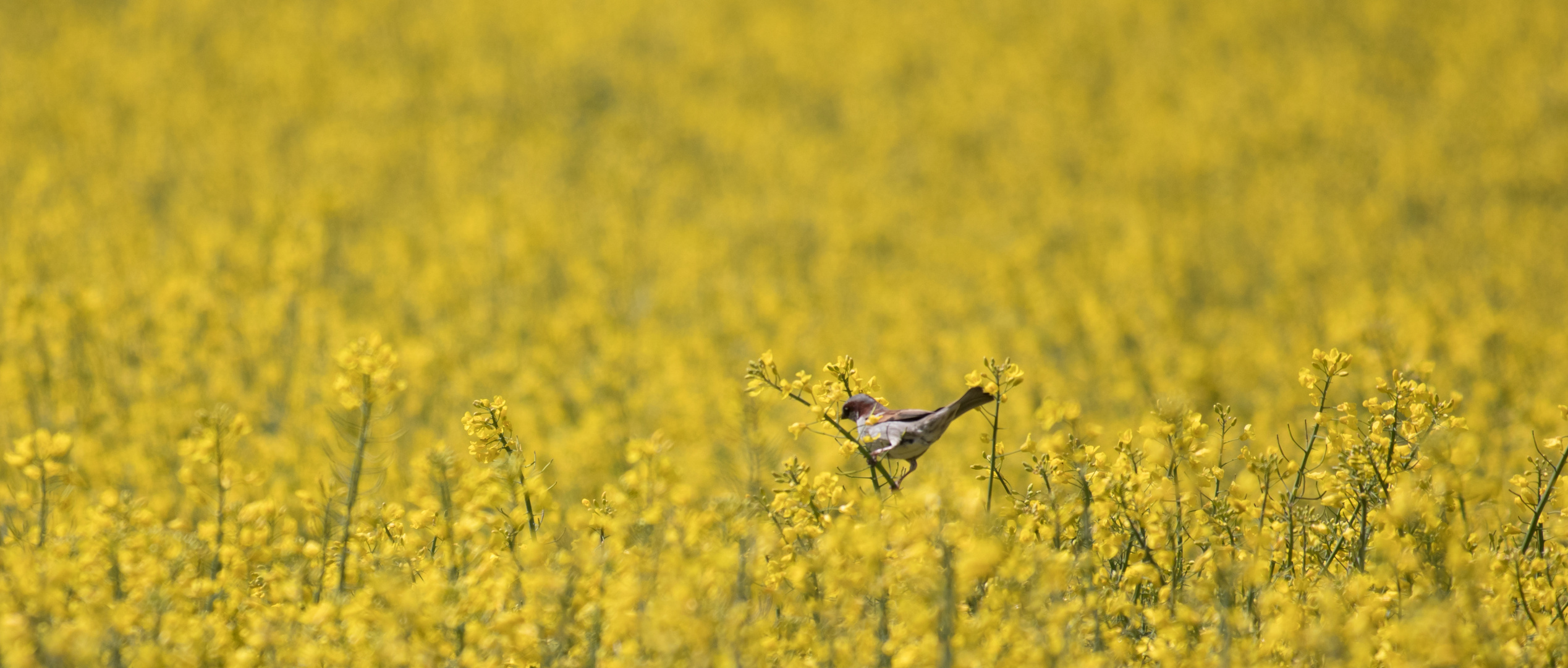 Rapsfeld und Vögel