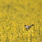 Rapsfeld und Vögel