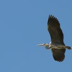 Rapsfeld und Vögel