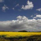 Rapsfeld und Wolken (2)