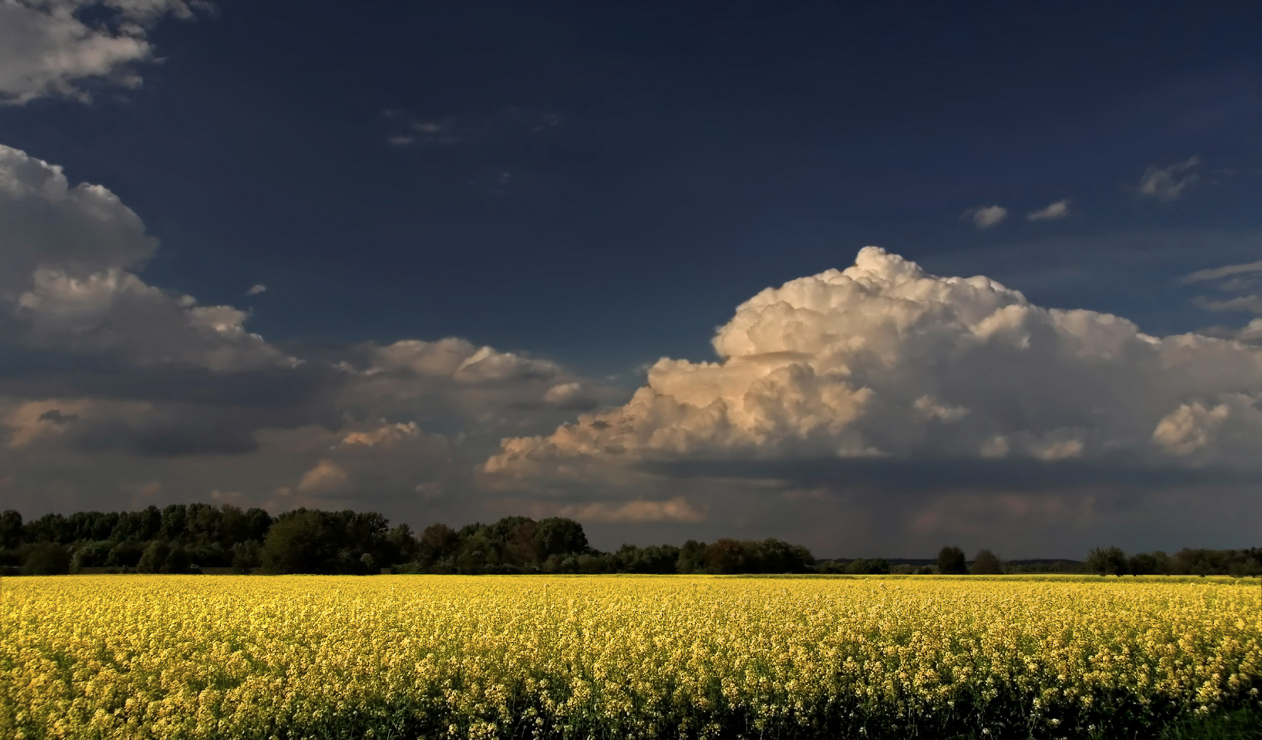 Rapsfeld und Wolken (3)