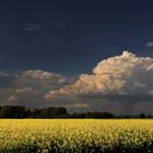 Rapsfeld und Wolken (3)