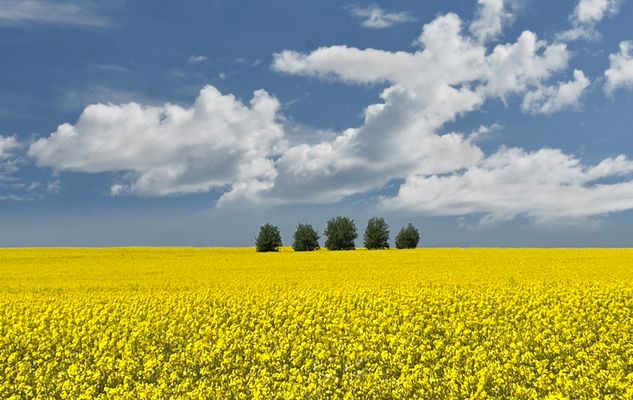Rapsfeld und Wolken....
