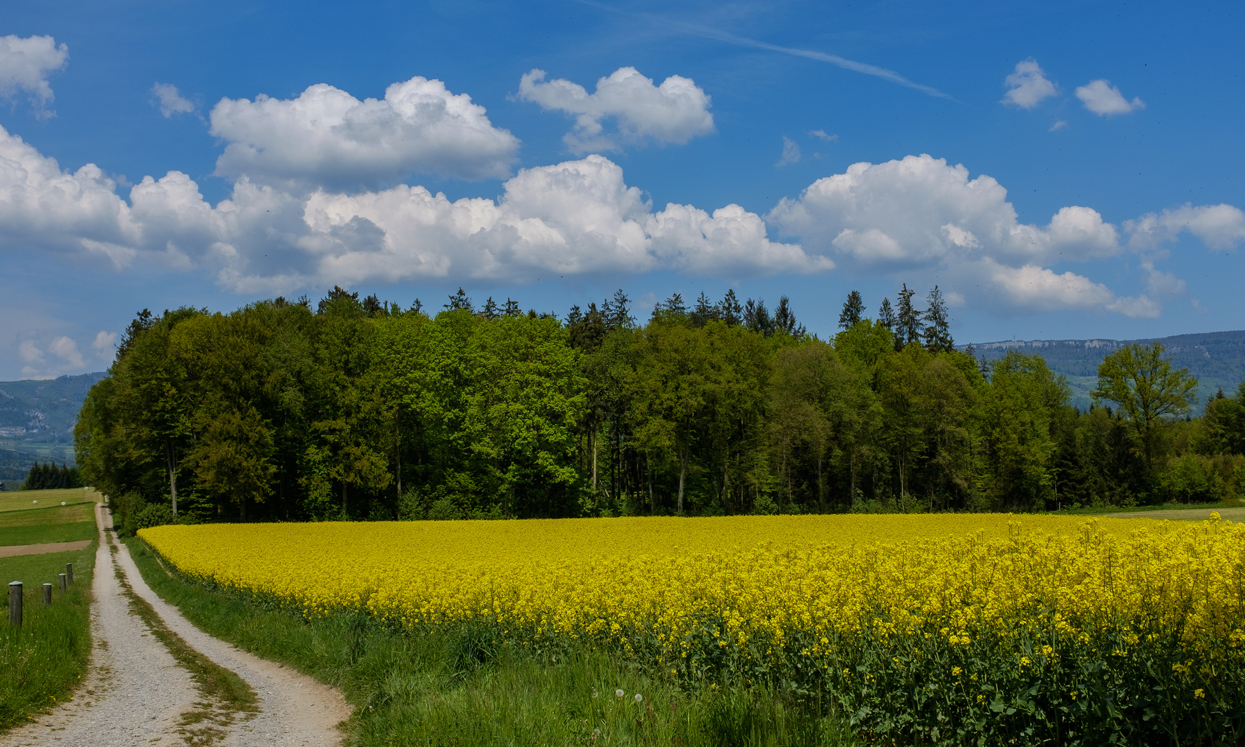 Rapsfeld und Wolken