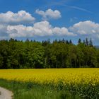 Rapsfeld und Wolken