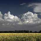 Rapsfeld und Wolken