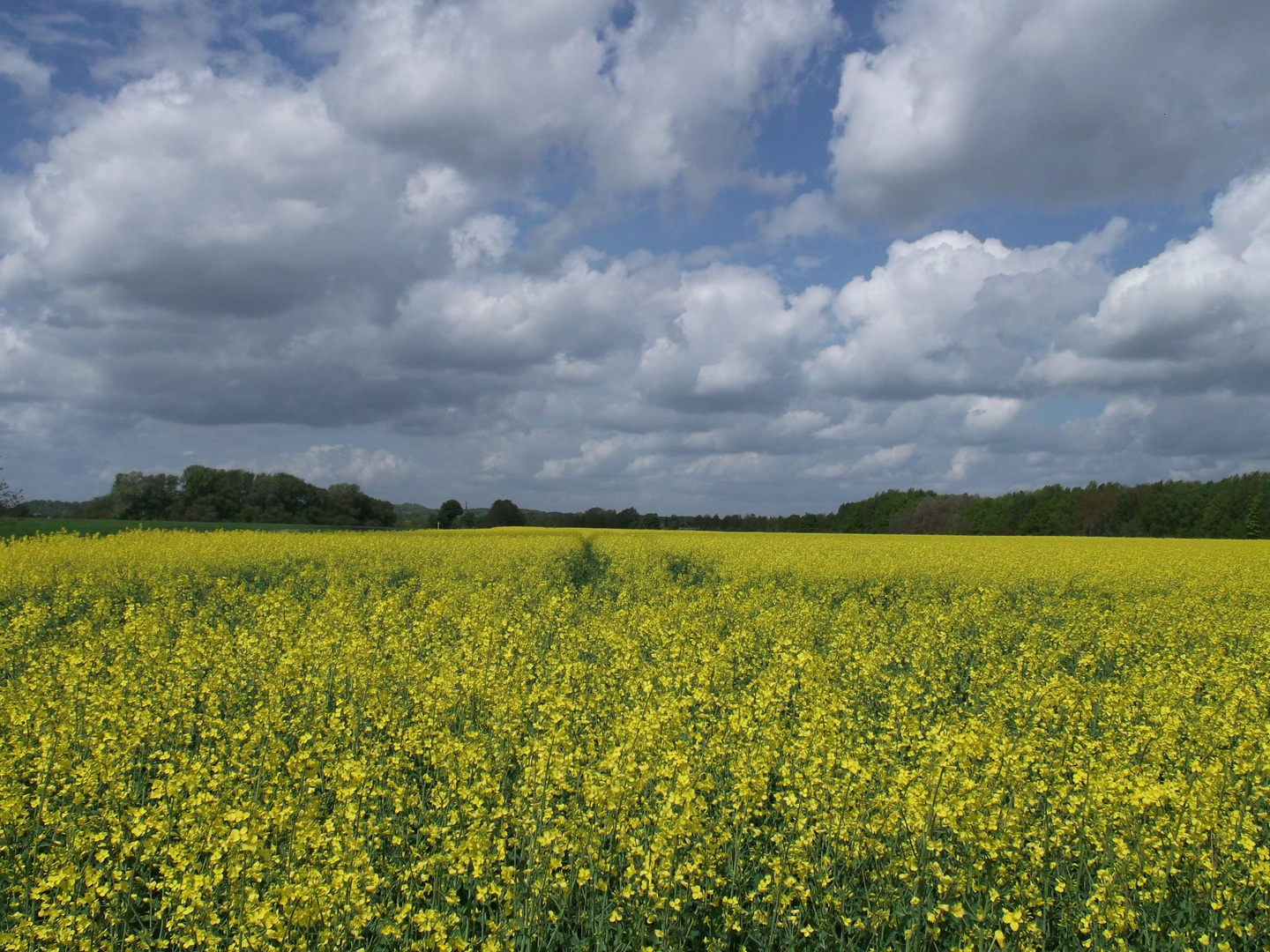 Rapsfeld und Wolkenhimmel