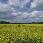 Rapsfeld und Wolkenhimmel