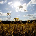 Rapsfeld unter der Sonne