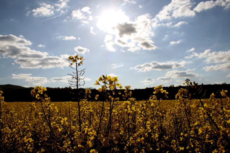 Rapsfeld unter der Sonne