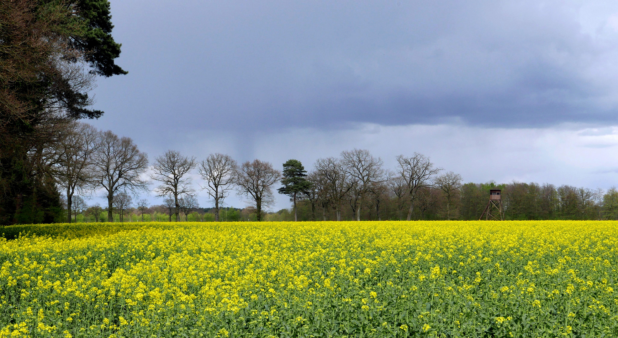 Rapsfeld unter dunkem Himmel