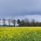 Rapsfeld unter dunkem Himmel