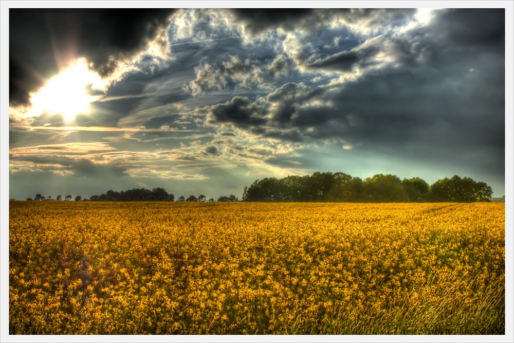 Rapsfeld unter dunklen Wolken