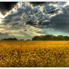 Rapsfeld unter dunklen Wolken