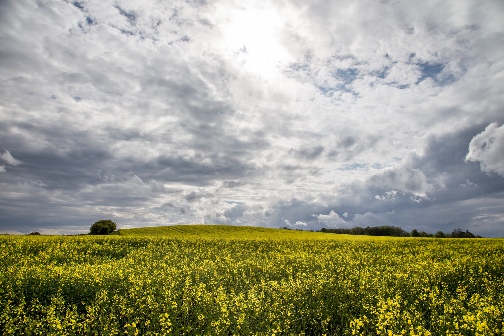 Rapsfeld unter Wolken