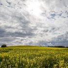 Rapsfeld unter Wolken