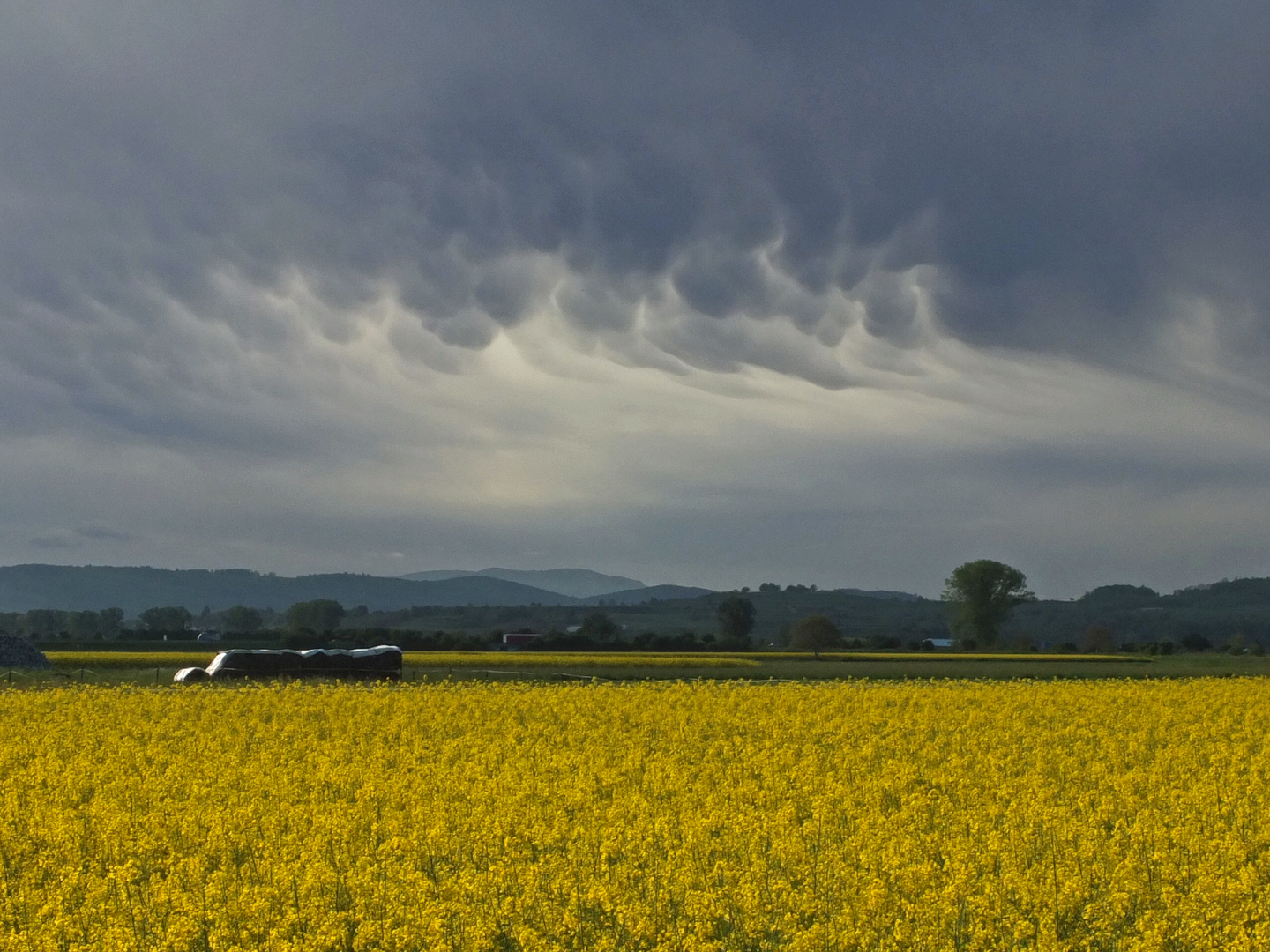 Rapsfeld unter Wolken