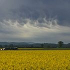 Rapsfeld unter Wolken