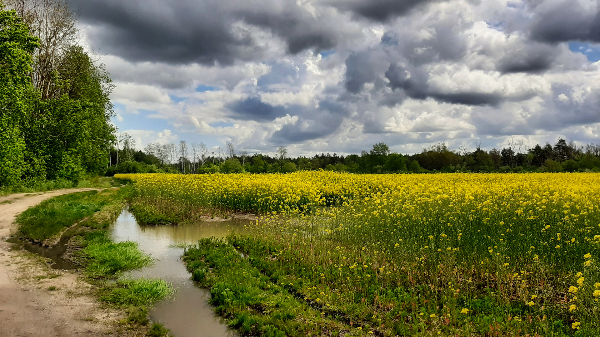 Rapsfeld unter Wolkenbergen