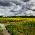 Rapsfeld unter Wolkenbergen