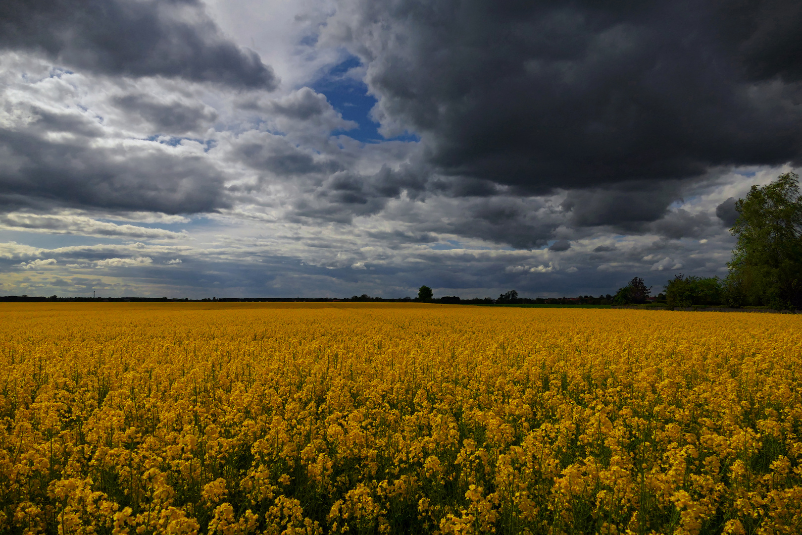 Rapsfeld unterm Wolkenhimmel