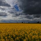 Rapsfeld unterm Wolkenhimmel