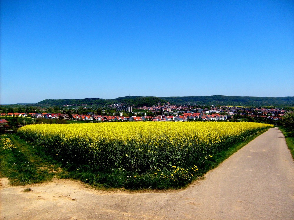 Rapsfeld= Verschiedene Wege führen nach Herrenberg  (Rom)