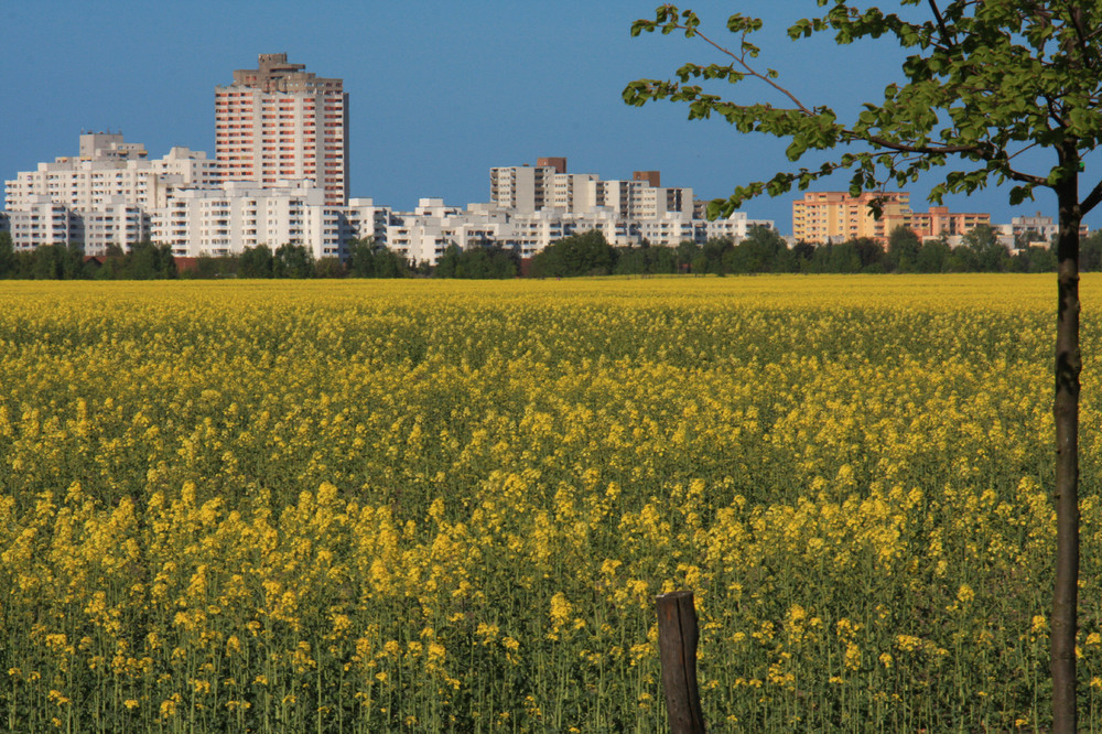 Rapsfeld vor Berlin