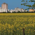 Rapsfeld vor Berlin