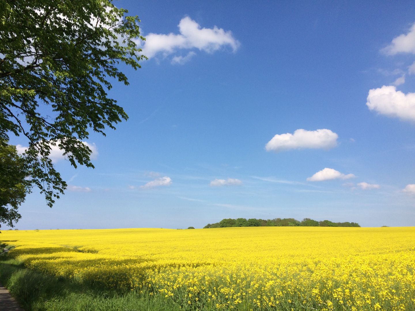 Rapsfeld vor blauem Himmel