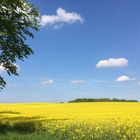 Rapsfeld vor blauem Himmel