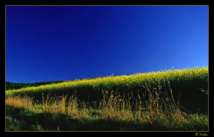 Rapsfeld vor blauem Himmel