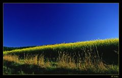 Rapsfeld vor blauem Himmel