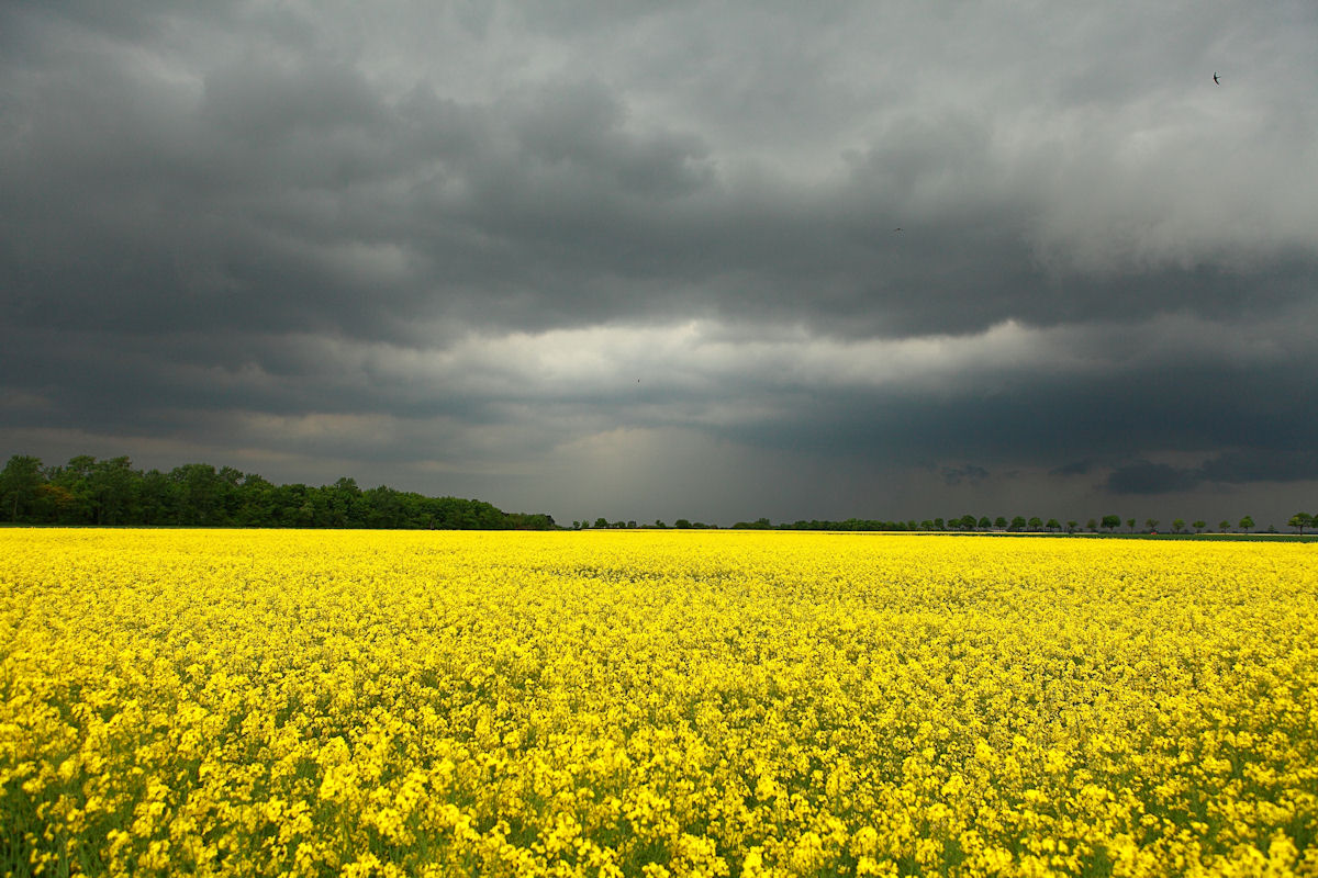 Rapsfeld vor dem Gewitter