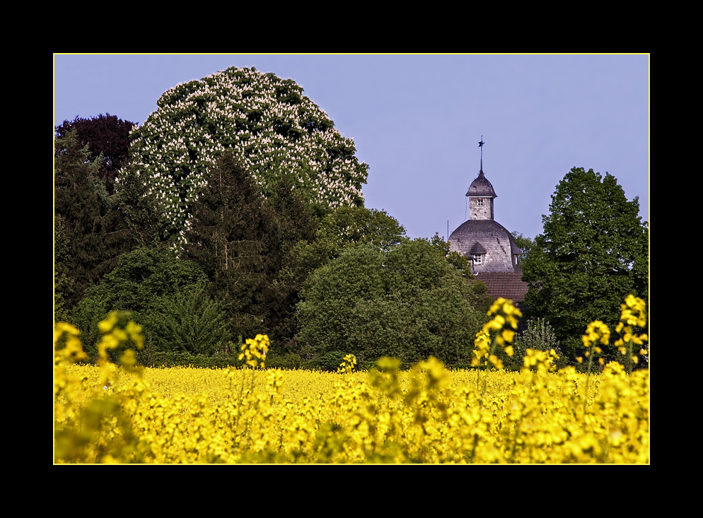 Rapsfeld vor dem Rittergut ...