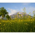 Rapsfeld vor dem Untersberg