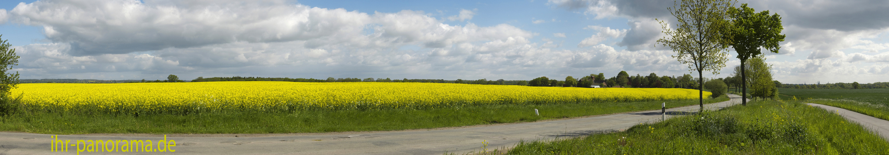 Rapsfeld vor den Toren Lübecks