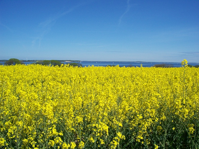 Rapsfeld vor der Flensburger Förde