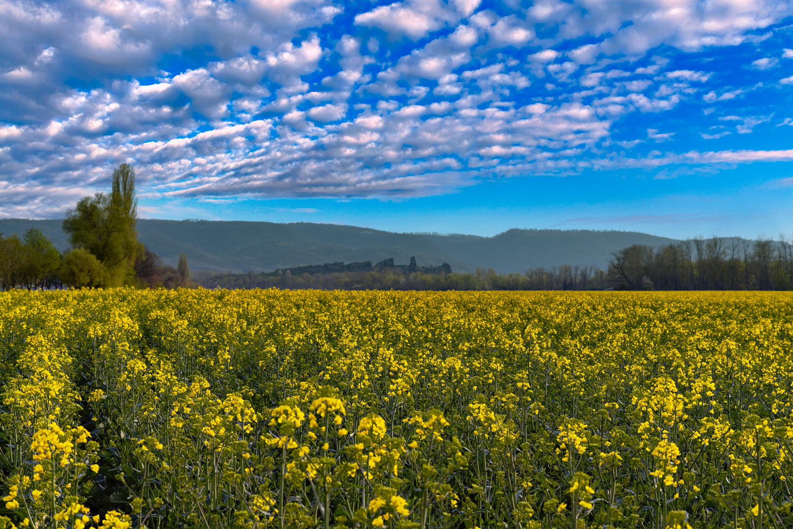 Rapsfeld vor der Teufelsmauer