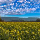 Rapsfeld vor der Teufelsmauer