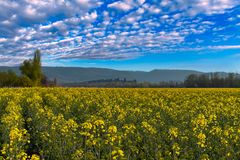 Rapsfeld vor der Teufelsmauer