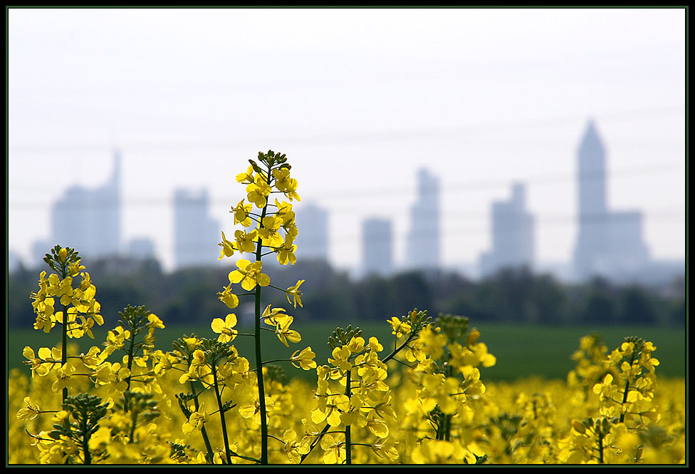 Rapsfeld vor Frankfurt