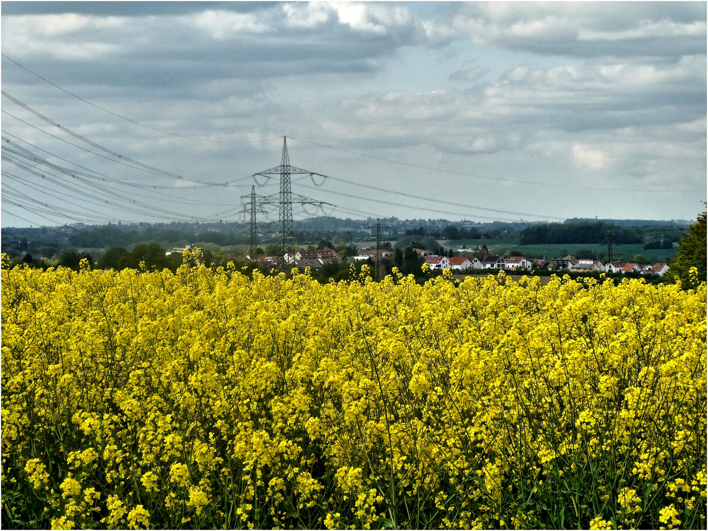 Rapsfeld vor Gruiten