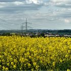 Rapsfeld vor Gruiten