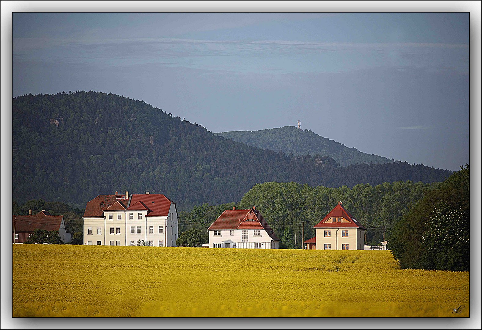 Rapsfeld vorm Zittauer Gebirge