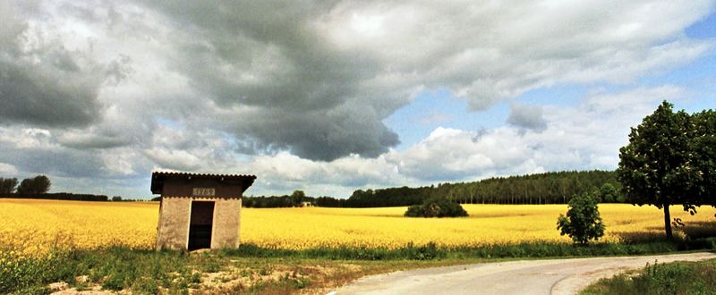 Rapsfeld wieder an einem Wartehäuschen...