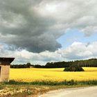 Rapsfeld wieder an einem Wartehäuschen...